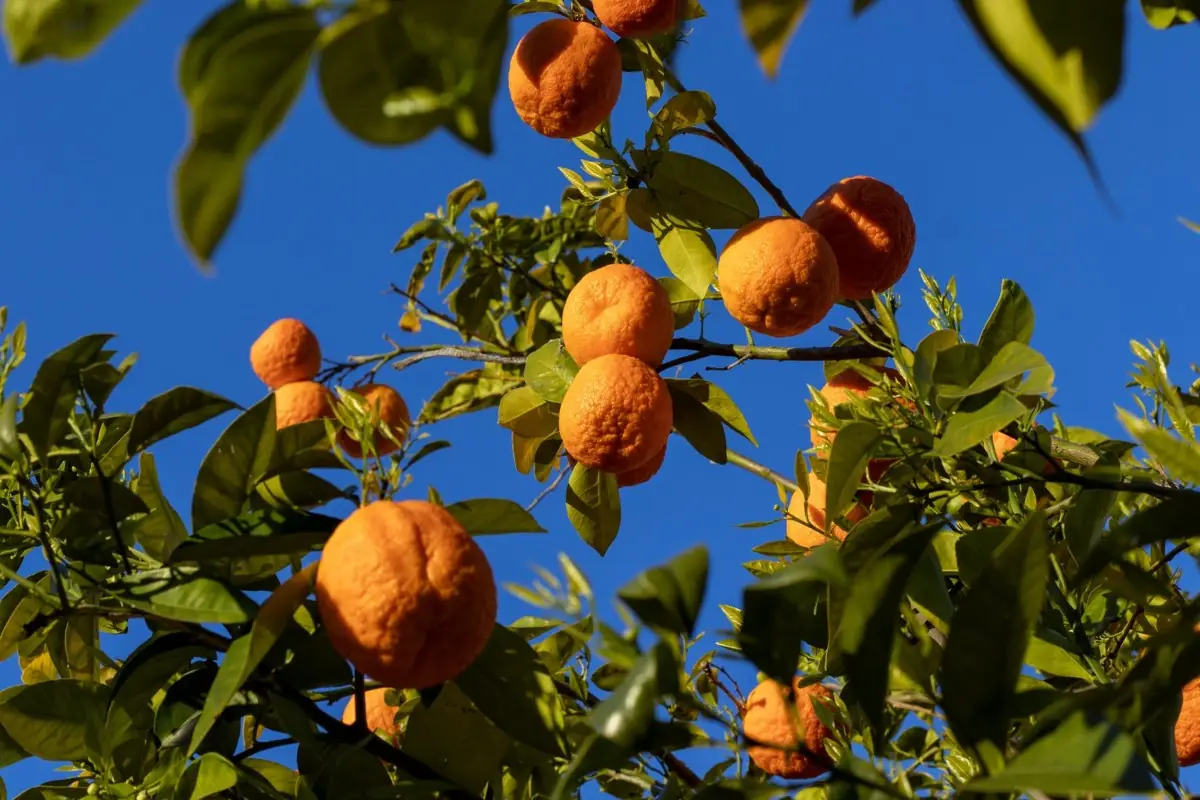 Orange garden stay in Sittong